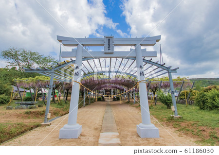 Yamada Hiyoshi Shrine and wisteria flowers Tamana City, Kumamoto Prefecture 61186030