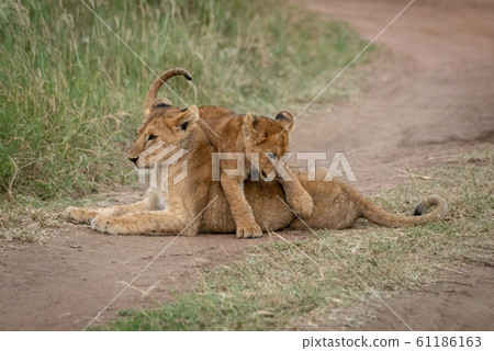 Lion cub steps over another on track 61186163