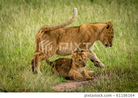 Lion cub steps over another in grass Lion cub steps over another in grass 61186164