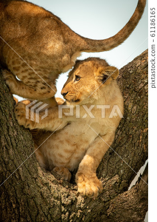 Lion cub steps on another in tree Lion cub steps on another in tree 61186165