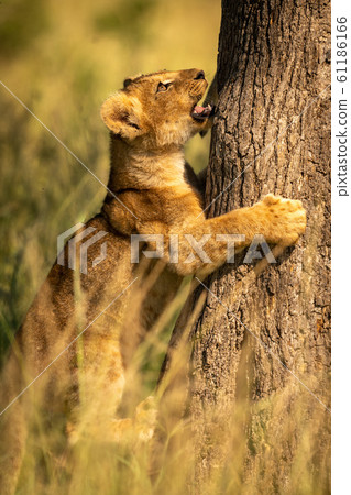 Lion cub starts to climb tree trunk Lion cub starts to climb tree trunk 61186166