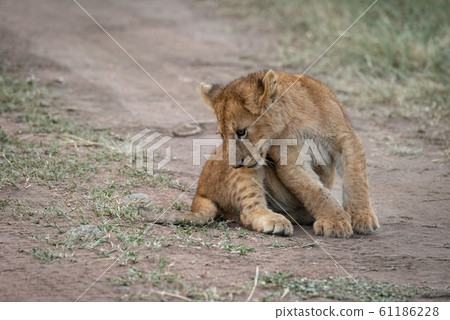 Lion cub sits on track staring down 61186228