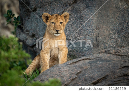 Lion cub sits on rock watching camera 61186239