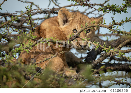 Lion cub sits in thornbush eyeing camera Lion cub sits in thornbush eyeing camera 61186266
