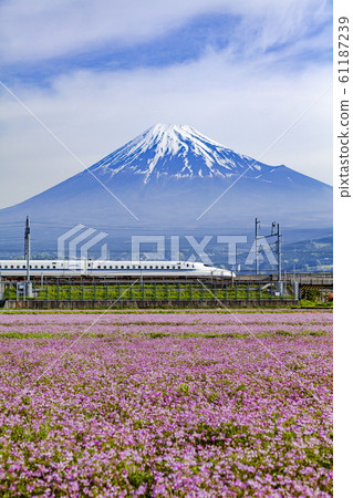 靜岡縣富士市中里市的富士山，蓮花田和新幹線 61187239