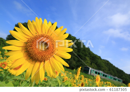 Ulsan Line going through the sunflower field Ulsan Line going through the sunflower field 61187305