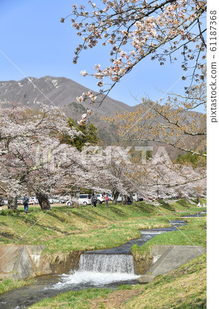 Sakura in Kanonji River, Inawashiro, Fukushima Prefecture Sakura in Kanonji River, Inawashiro, Fukushima Prefecture 61187368