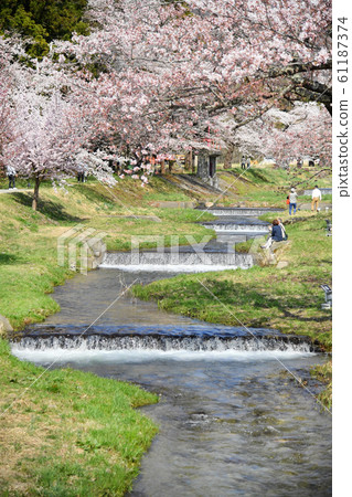 Sakura in Kanonji River, Inawashiro, Fukushima Prefecture Sakura in Kanonji River, Inawashiro, Fukushima Prefecture 61187374