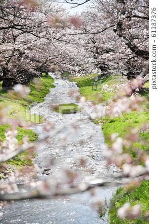 Sakura in Kanonji River, Inawashiro, Fukushima Prefecture Sakura in Kanonji River, Inawashiro, Fukushima Prefecture 61187376