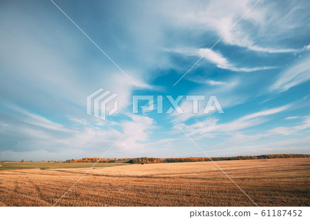 Countryside Rural Field Landscape Under Clear Sunny Autumn Blue Sky. Skyline. Agricultural Landscape With Dry Grass 61187452