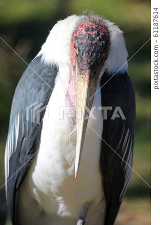 African Bald Stork African Bald Stork 61187614