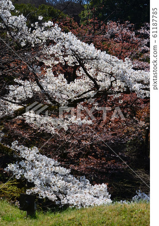 皇宮Drea的櫻花 61187785