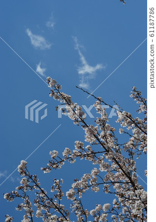 皇宮Drea的櫻花 61187786