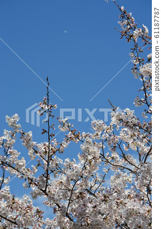 皇宮Drea的櫻花 61187787