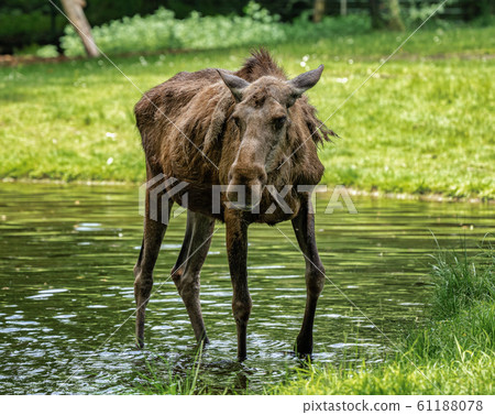 European Moose, Alces alces, also known as the elk 61188078
