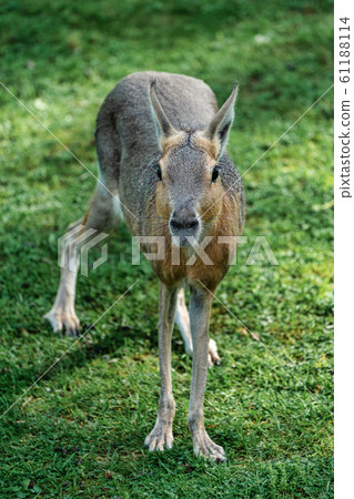 Patagonian Mara, Dolichotis patagonum are large relatives of guinea pigs Patagonian Mara, Dolichotis patagonum are large relatives of guinea pigs 61188114