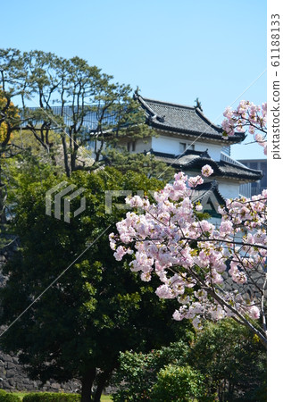 故宮乾燥街上的櫻花 故宮乾燥街上的櫻花 61188133