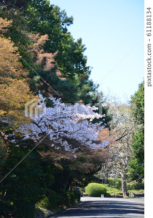 故宮乾燥街上的櫻花 故宮乾燥街上的櫻花 61188134