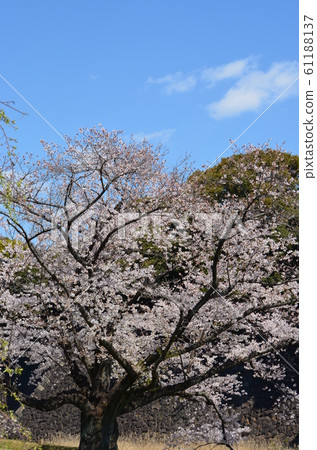Cherry Blossoms at the Imperial Palace Cherry Blossoms at the Imperial Palace 61188137