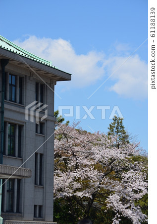 故宮乾燥街上的櫻花 故宮乾燥街上的櫻花 61188139