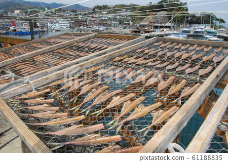 Manazuru Port Horse mackerel dried fish 61188835