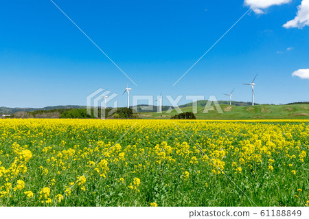 [Aomori Prefecture Yokohama Town] Landscape with a rape field and windmill in full bloom 61188849