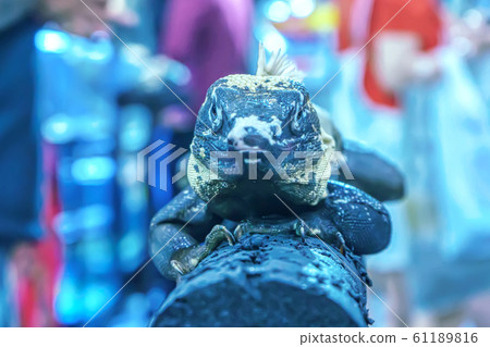 Iguana on the tree 61189816