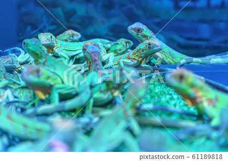 Chameleons Chameleons 61189818