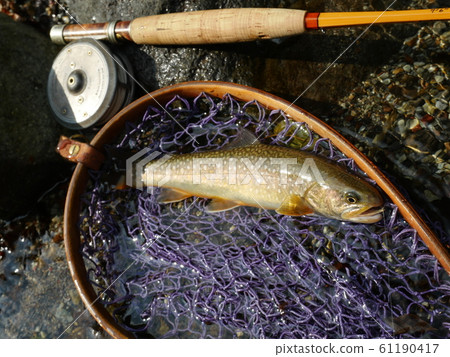 Iwana抓住了飛蠅釣 61190417