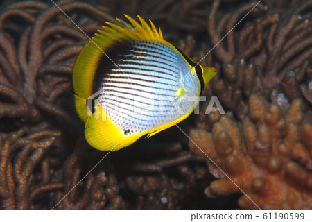 蝴蝶魚 61190599