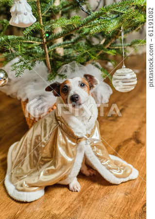 Jack Russell Terrier. Christmas tree 61191082