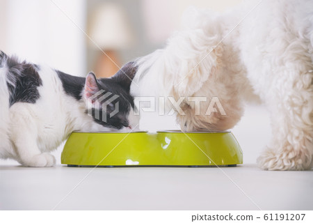 Dog and cat eating food from a bowl 61191207