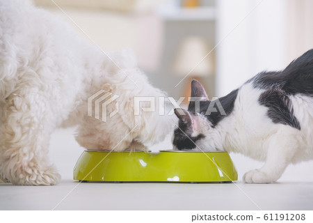 Dog and cat eating food from a bowl Dog and cat eating food from a bowl 61191208