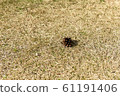 Turf and pine cone 61191406