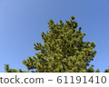 Pine trees and blue sky 61191410