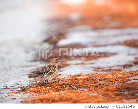 Young bird male Young bird male 61191549