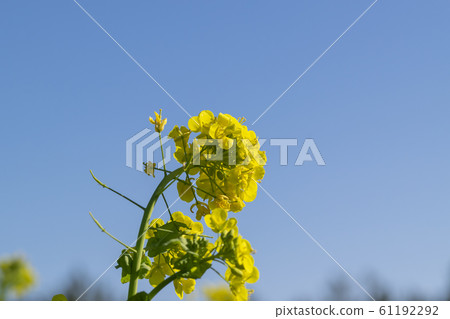 強姦開花 61192292