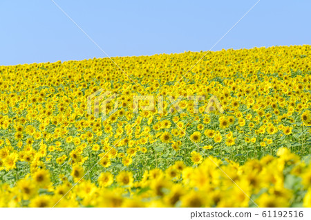One sunflower field and blue sky 61192516