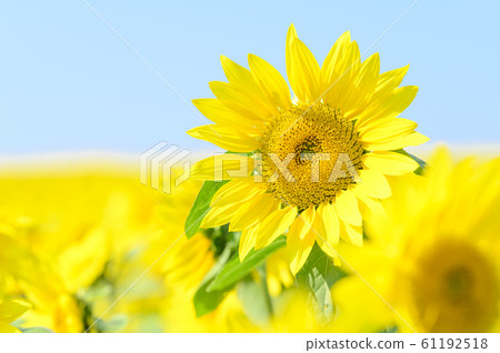 One sunflower field and blue sky One sunflower field and blue sky 61192518