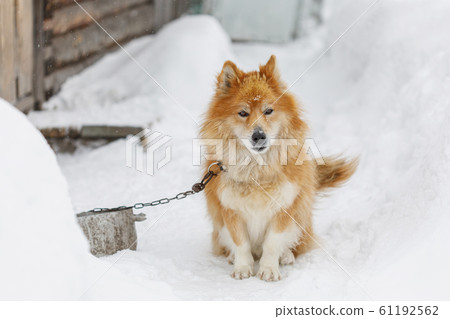 Portrait of fluffy red chained dog outdoors Portrait of fluffy red chained dog outdoors 61192562
