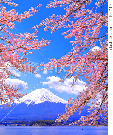 富士山和河口湖的櫻花 61192719