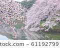 Chidorigafuchi的櫻花 61192799