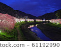 南伊豆町的川津櫻 61192990