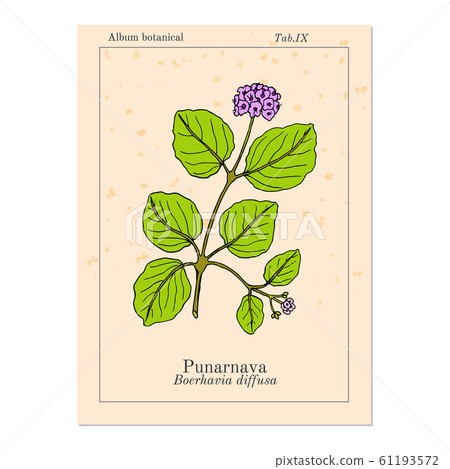 Punarnava Boerhavia Diffusa , or red spiderling, spreading hogweed, tarvine, medicinal plant Punarnava Boerhavia Diffusa , or red spiderling, spreading hogweed, tarvine, medicinal plant 61193572