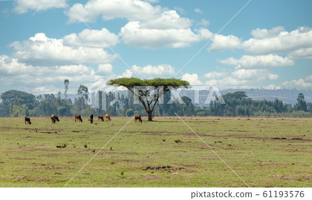 Ethiopian farm animals in the countryside 61193576