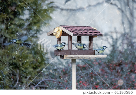 beautiful small bird great tit on bird feeder 61193590