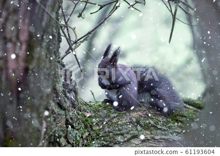 Forest squirrel on a tree trunk in winter Forest squirrel on a tree trunk in winter 61193604