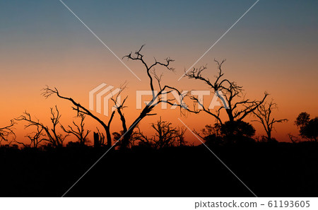 Sunset in Africa, Okavango Delta, Botswana Sunset in Africa, Okavango Delta, Botswana 61193605