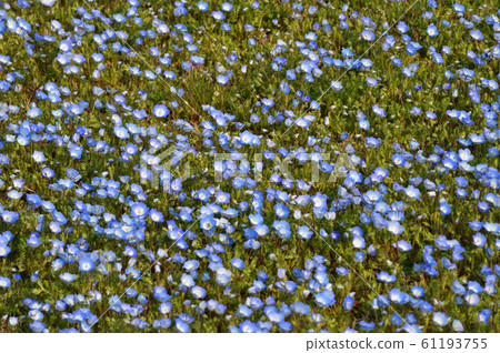 一片nemophila花的高角度照片在草原,nemophila許多藍色花開花 一片nemophila花的高角度照片在草原,nemophila許多藍色花開花 61193755