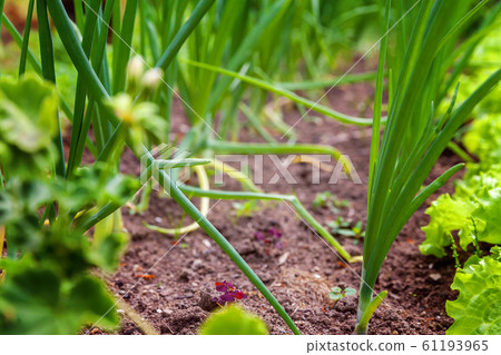 Agricultural field with green leaf lettuce salad Agricultural field with green leaf lettuce salad 61193965